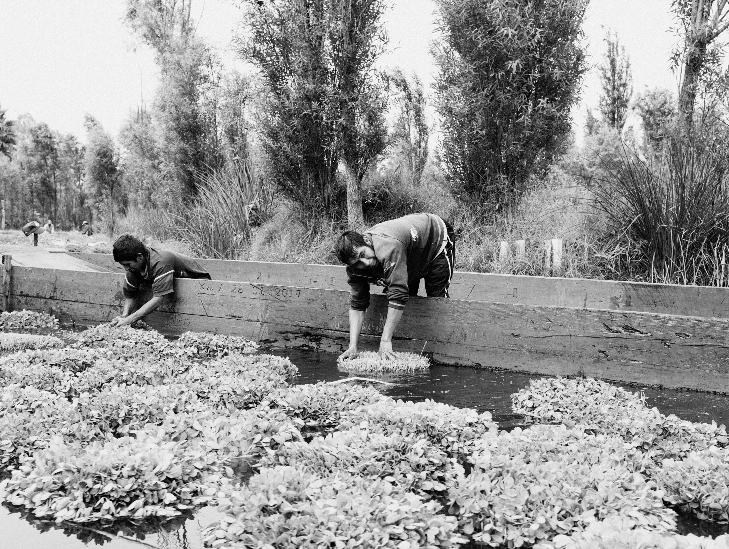 Farmers work in their chinampa in Xochimilco, May 25, 2019.