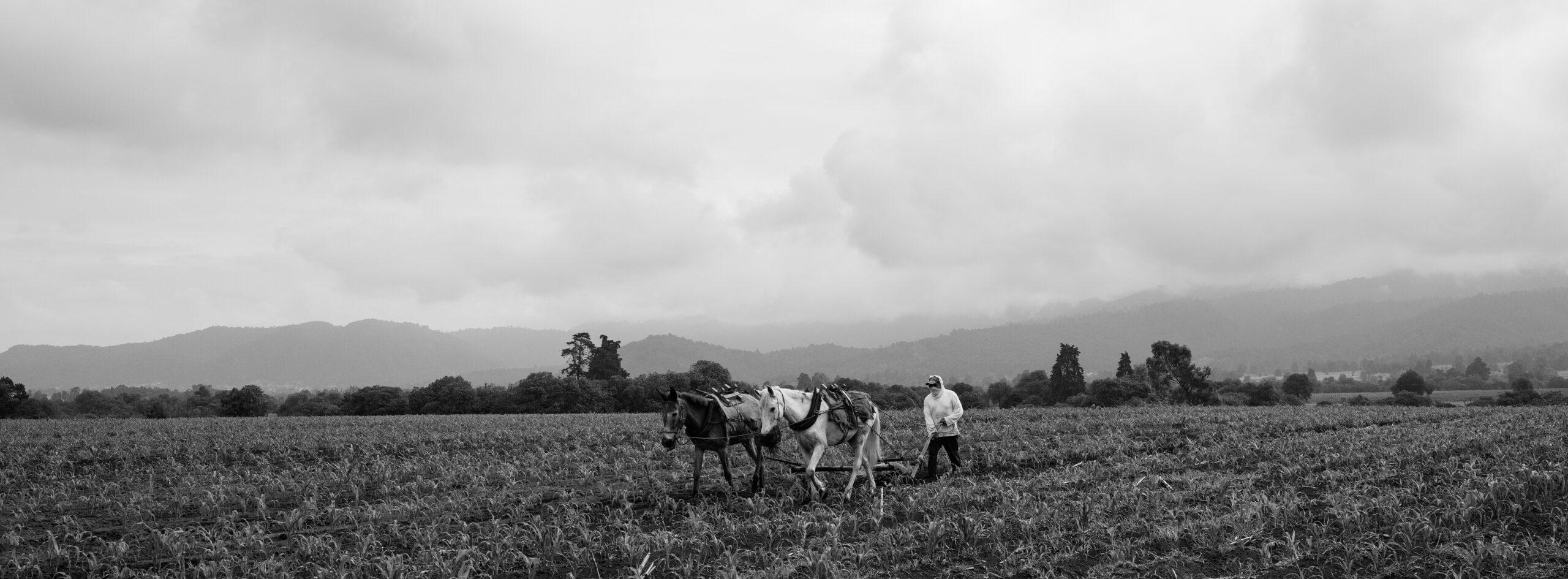 A farmer plowing a field with his horse in the Amecameca region, March 14, 2018.
